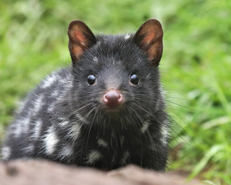 Quoll Knowledge Gap: Australians Confuse Native Wildlife