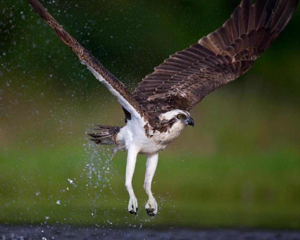 Osprey Migration Stopover: Terns Defend Their Colony Against a Hungry