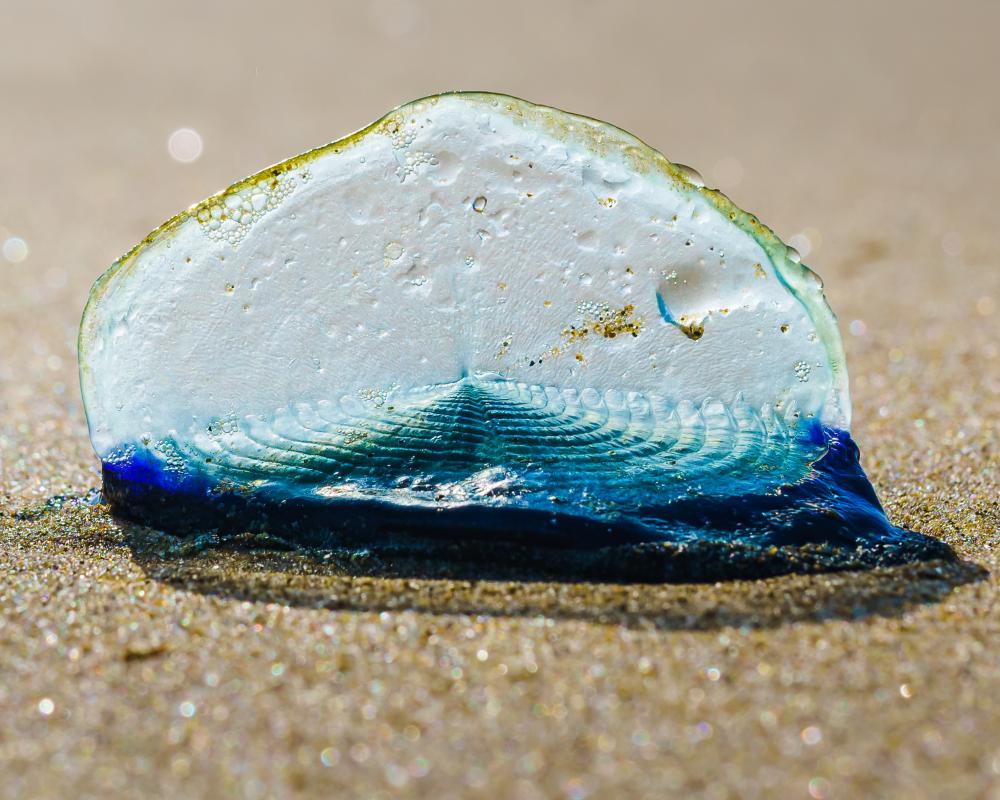 Velella velella: The Ocean's Plastic-Looking Sailor