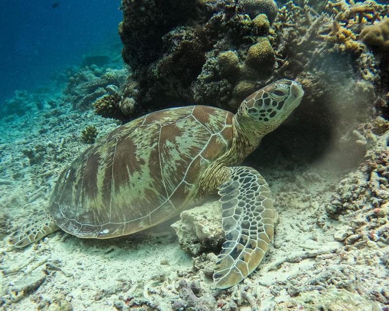 Endangered Turtles at Risk from Gas Drilling: Australia Morning Mail