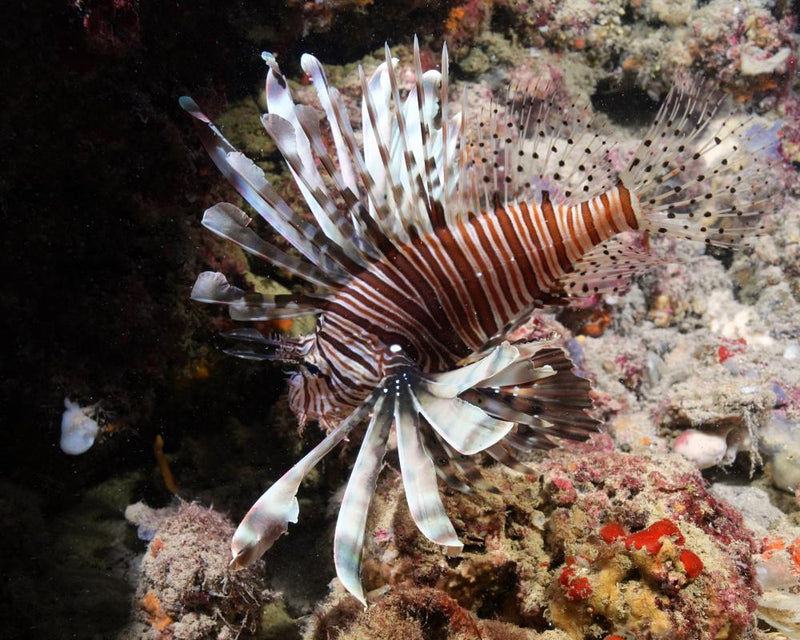 Carbon Pollution Drives Massive Expansion of Marine Heatwaves