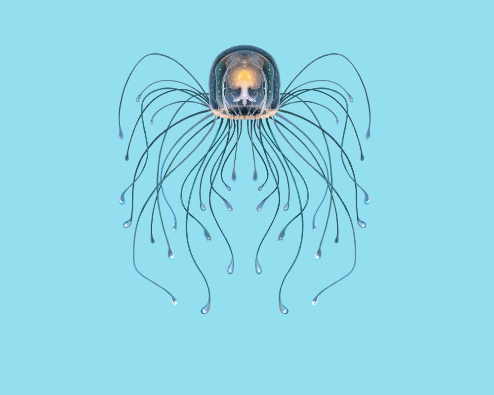 Immortal Jellyfish Turritopsis dohrnii: Secrets of Biological
