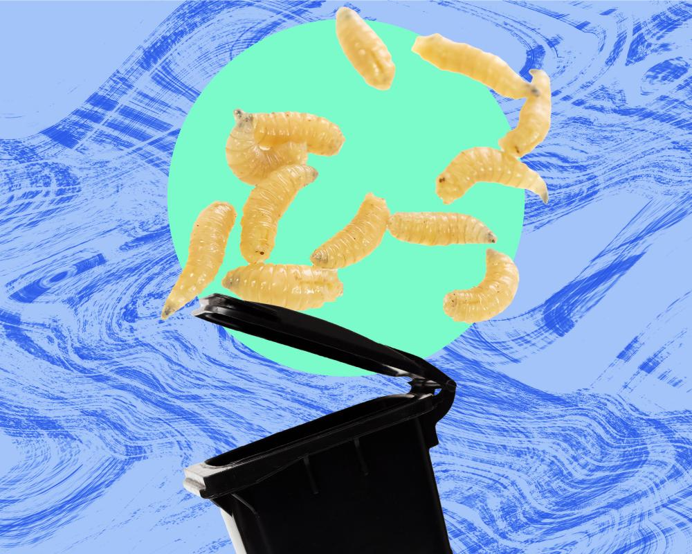 Maggots Rained Down Like Hail: A Pest Story to Never Forget