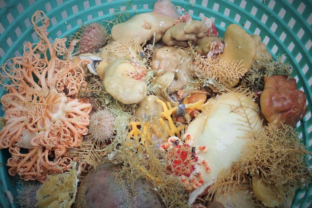 Nine New Deep-Sea Sponge Species Discovered Off Alaska Coast