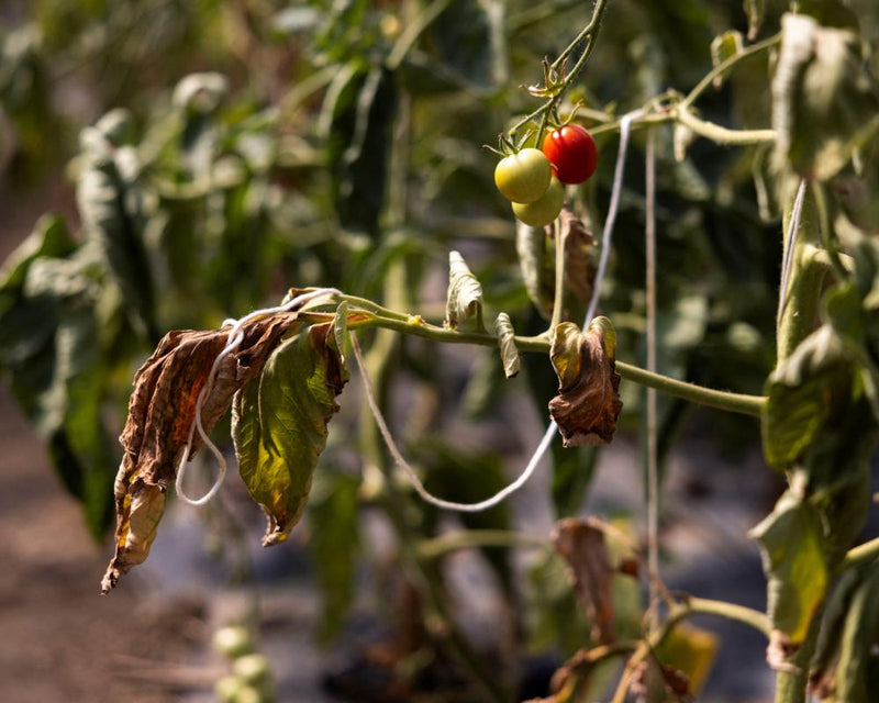UK Food Imports at Risk from Climate-Stressed Countries