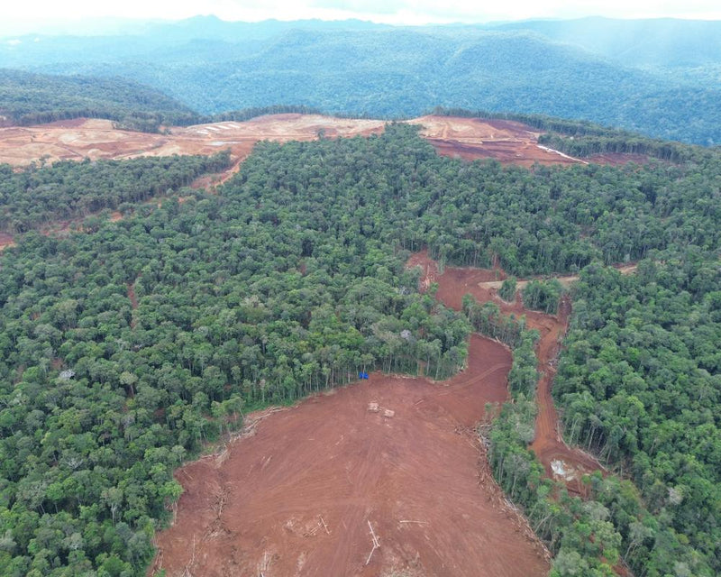 Electric Vehicle Batteries Linked to Deforestation in Indonesia
