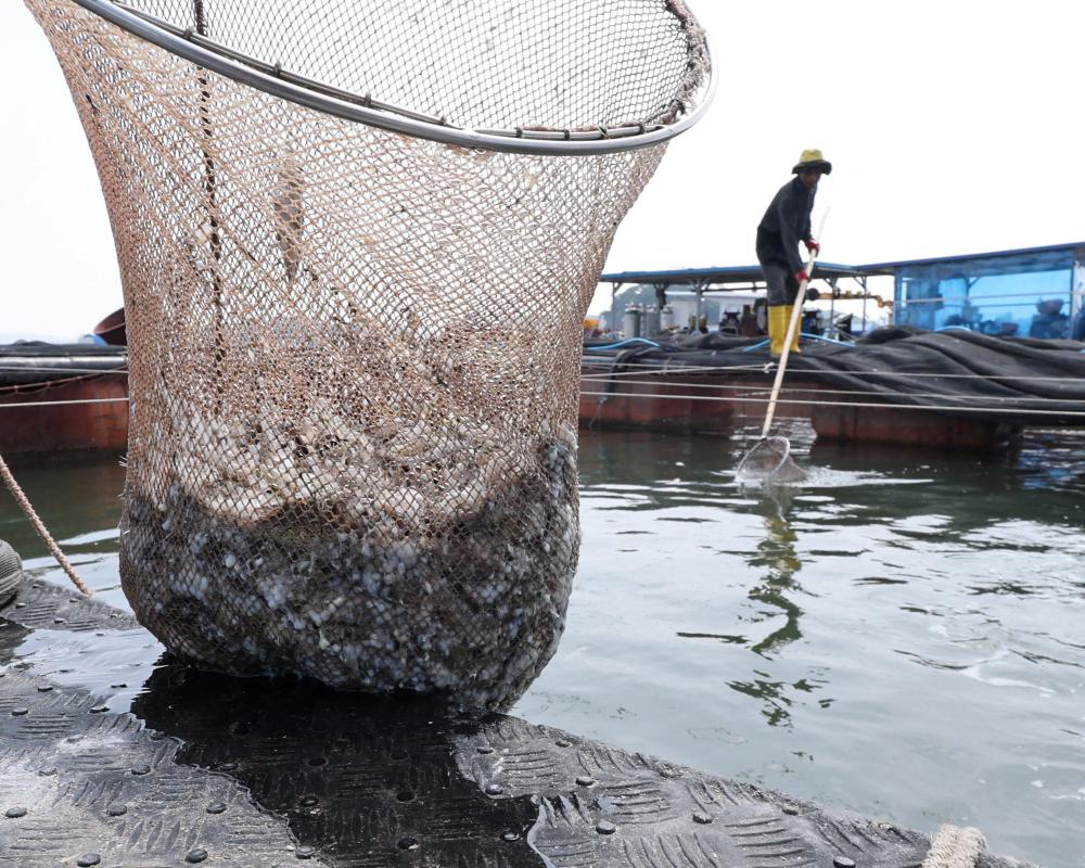 UN Fish Farm Plan Threatens Wild Fish Stocks, Report Warns