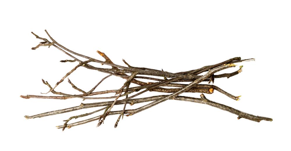 Willow Water as Rooting Hormone: Houseplant Propagation Hack