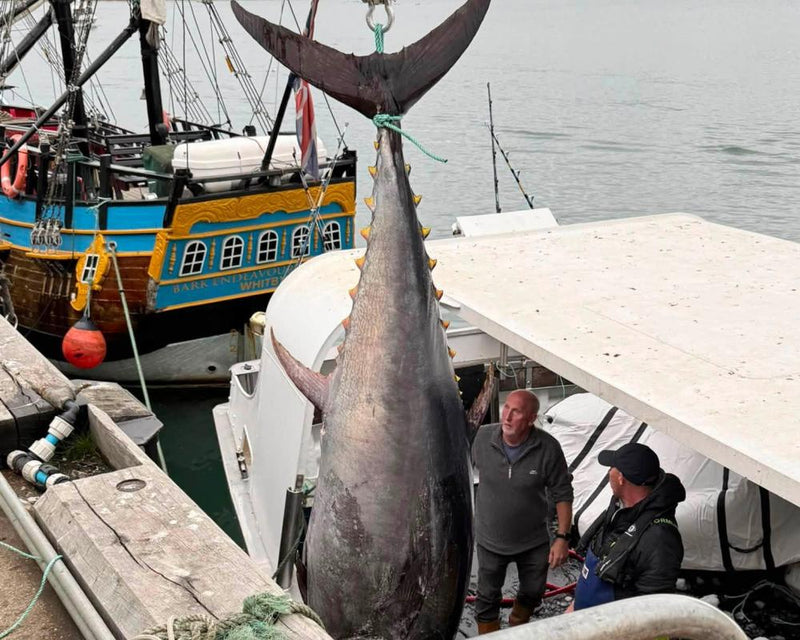 Bluefin Tunas Return to Yorkshire After 60 Years: Conservation Success