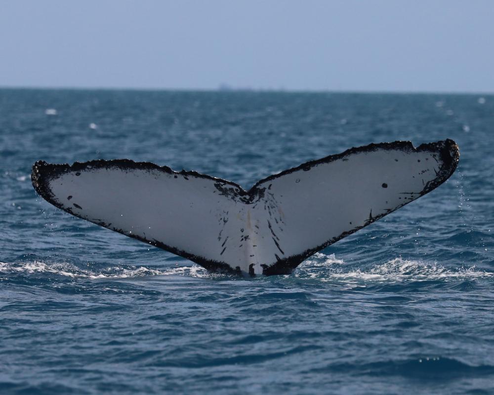 Humpback Whale Boat Strikes in Australia Raise Injury Fears
