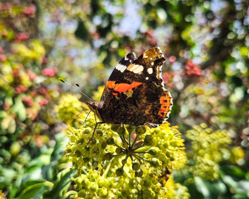 Pollinating Insects Flock to Common Garden Weeds Study