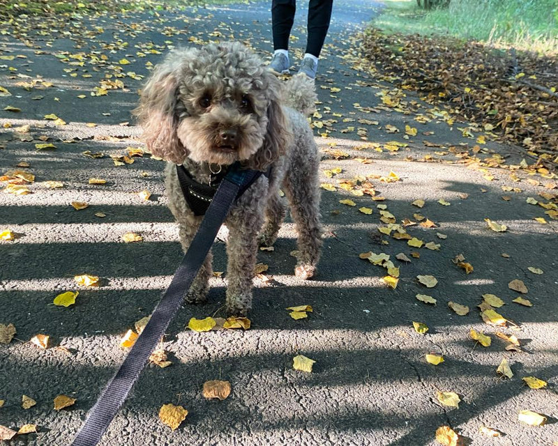 Dog Walking Tips: Master the Perfect Walk with Your Dog