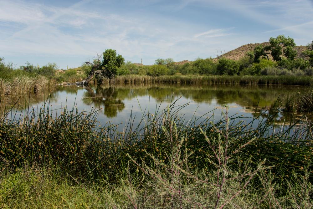 Trump's border wall threatens Quitobaquito Springs desert oasis
