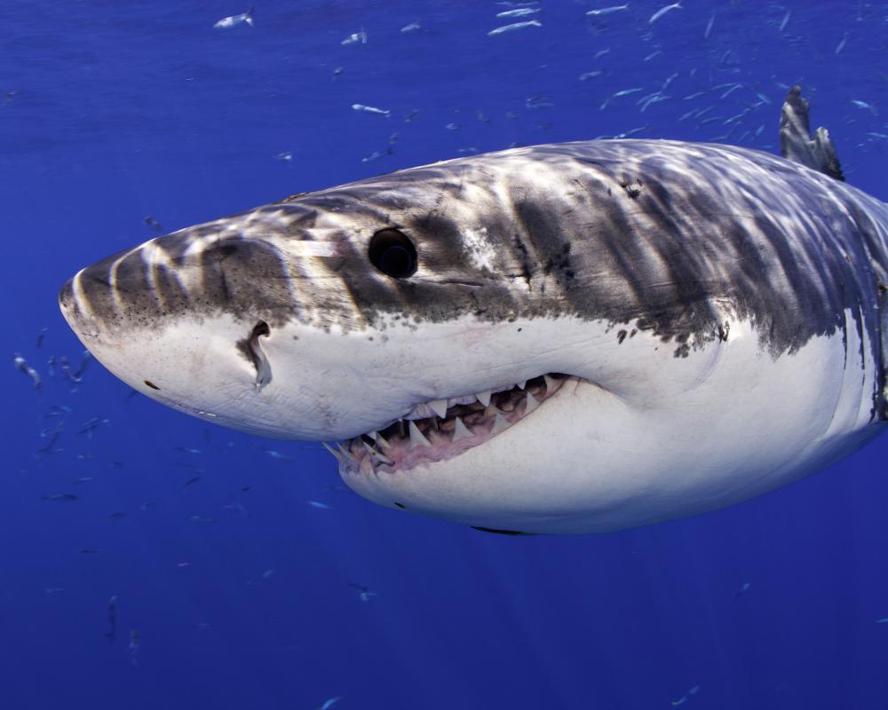 Great White Shark Photobombs California Beachgoers in Stunning Breach