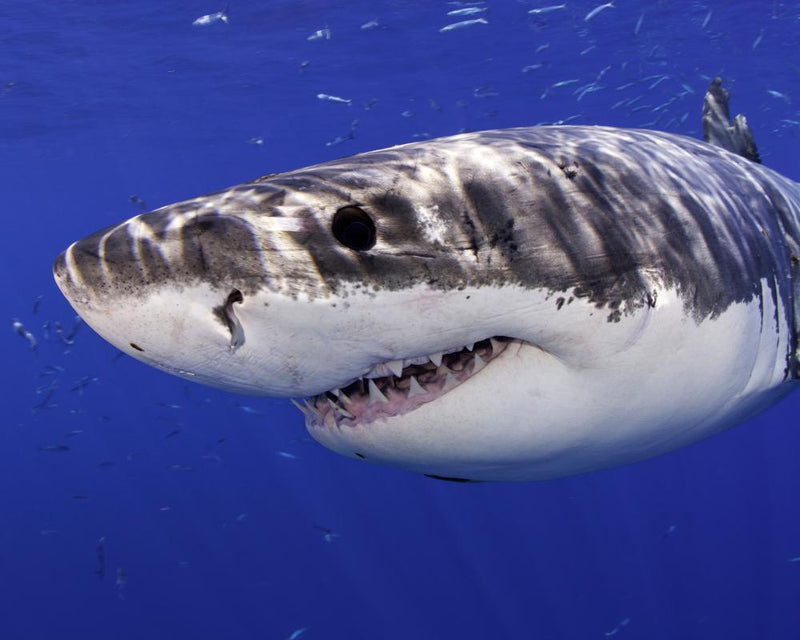Great White Shark Photobombs California Beachgoers in Stunning Breach