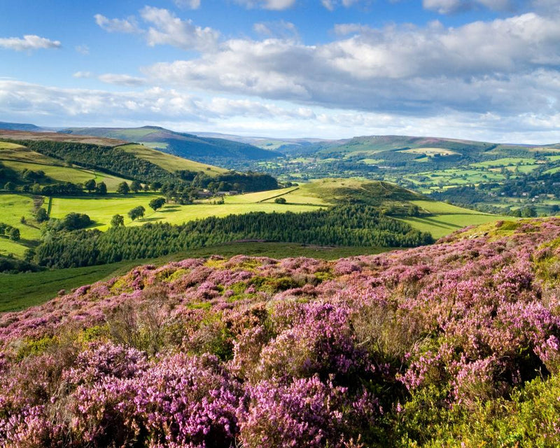 Moorland Rain Brings Relief: A Country Diary of Renewal