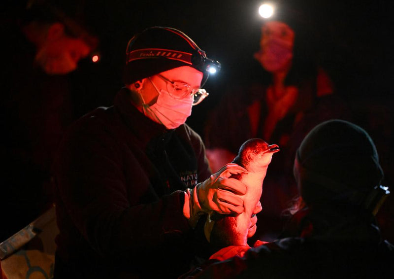 Vaccinating 1,000 Wild Penguins Against Bird Flu: A World-First Effort