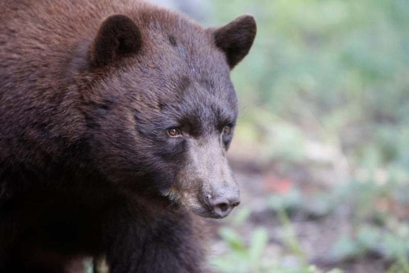 Fatal Bear Attack in New Mexico: Rare Incident and Safety Guide