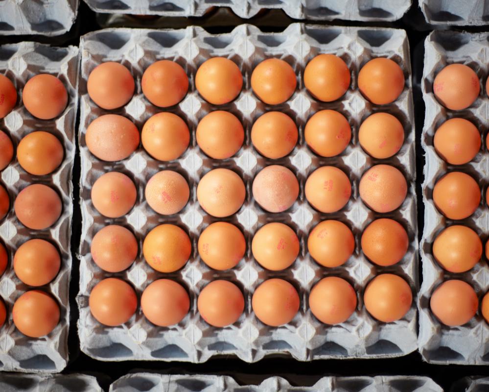 UK Salmonella Outbreak Linked to Imported Eggs: What You Need to Know
