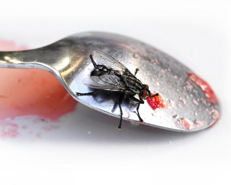 Fly Infestations Summer 2025: Causes, Solutions, and Prevention
