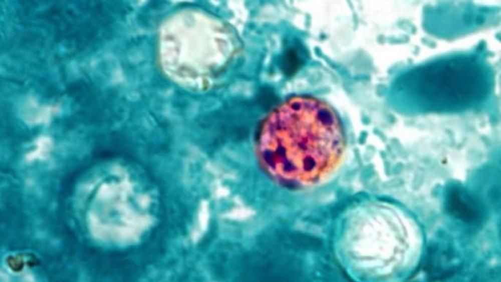FDA Cyclospora Response Nears Catastrophic Level, Ex-Official
