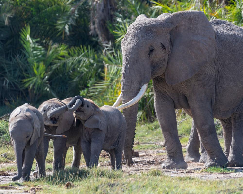 Elephant Deaths in Kenya Linked to Cyanide Poisoning