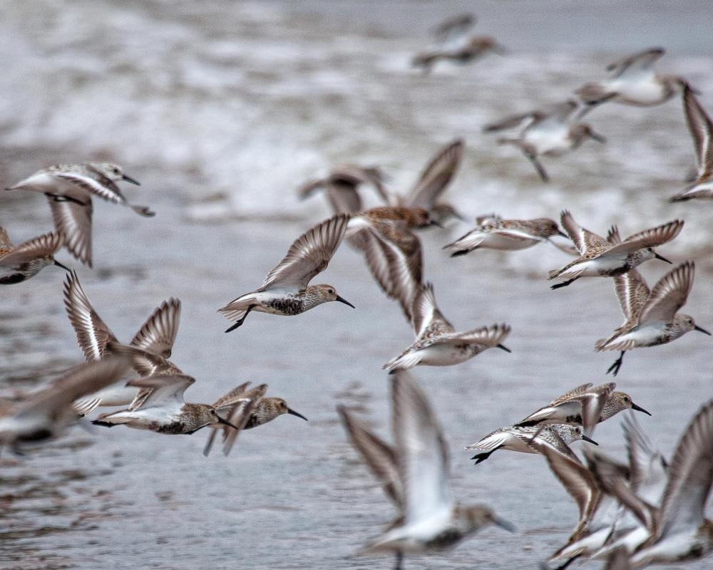 Bird Migration at Poole Harbour: A Spectacle on the East Atlantic