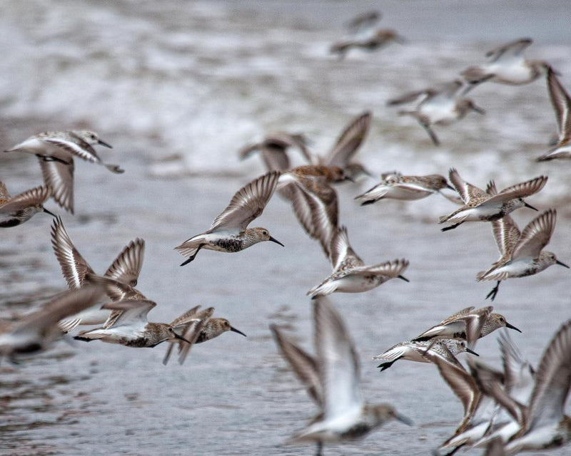 Bird Migration at Poole Harbour: A Spectacle on the East Atlantic