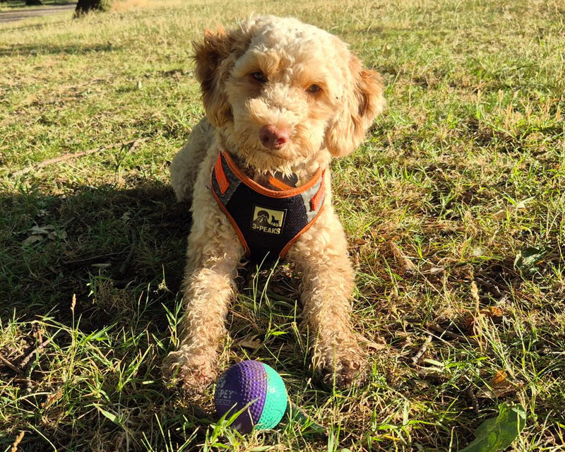 Rescue Dog Boone: A Story of Neglect, Recovery, and Hope