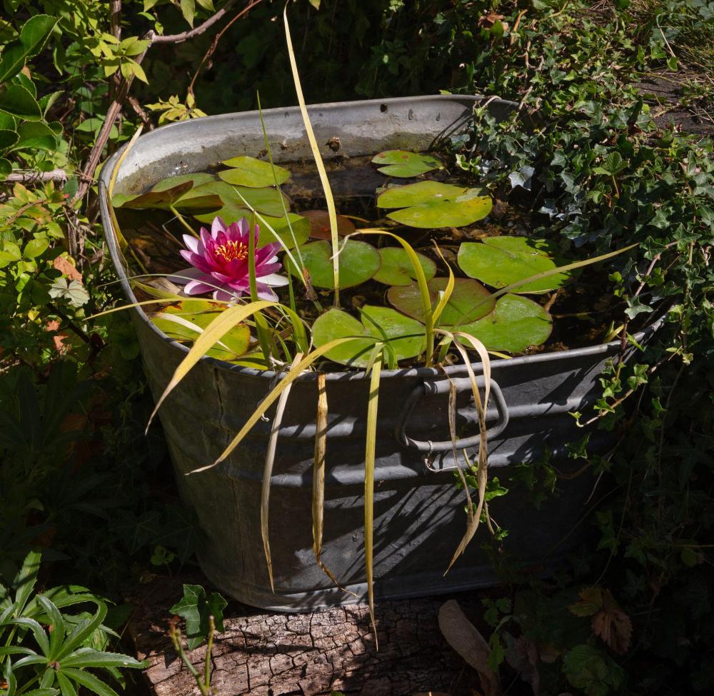 Tiny Pond Ideas: How Small Water Features Attract Wildlife