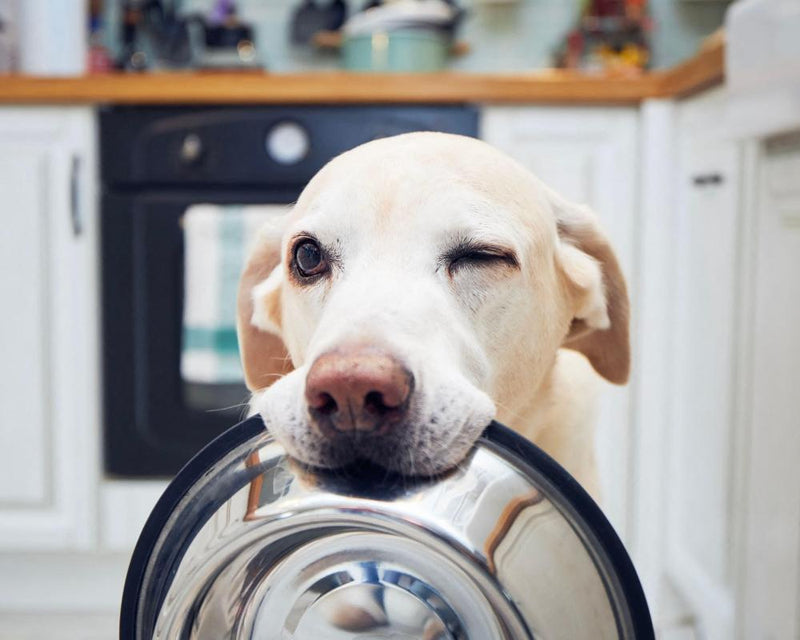 Dog Blinking Study Reveals Canine Communication Insights