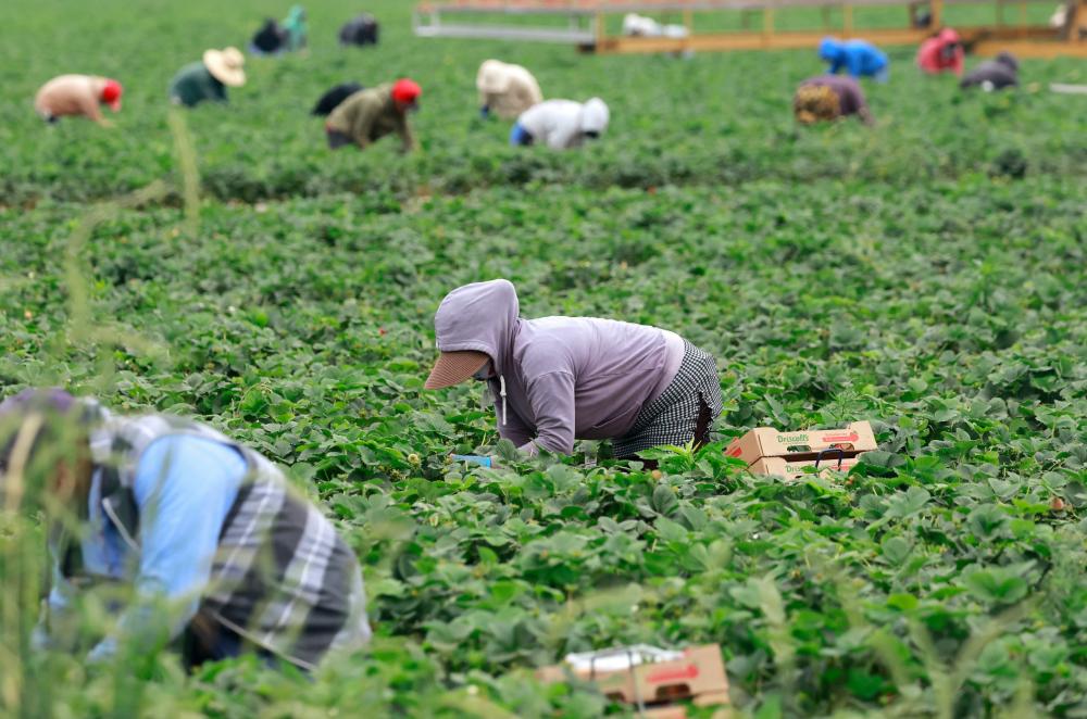 US Farm Workers Fear Raids: New Survey Reveals Impact
