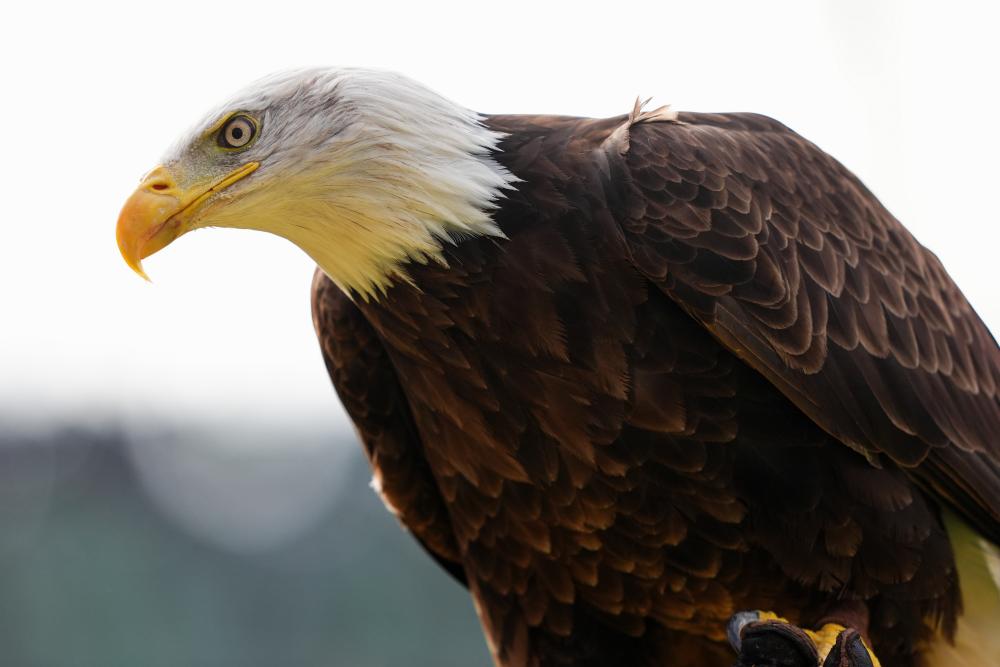 Canada's Role in Saving the Bald Eagle From Extinction