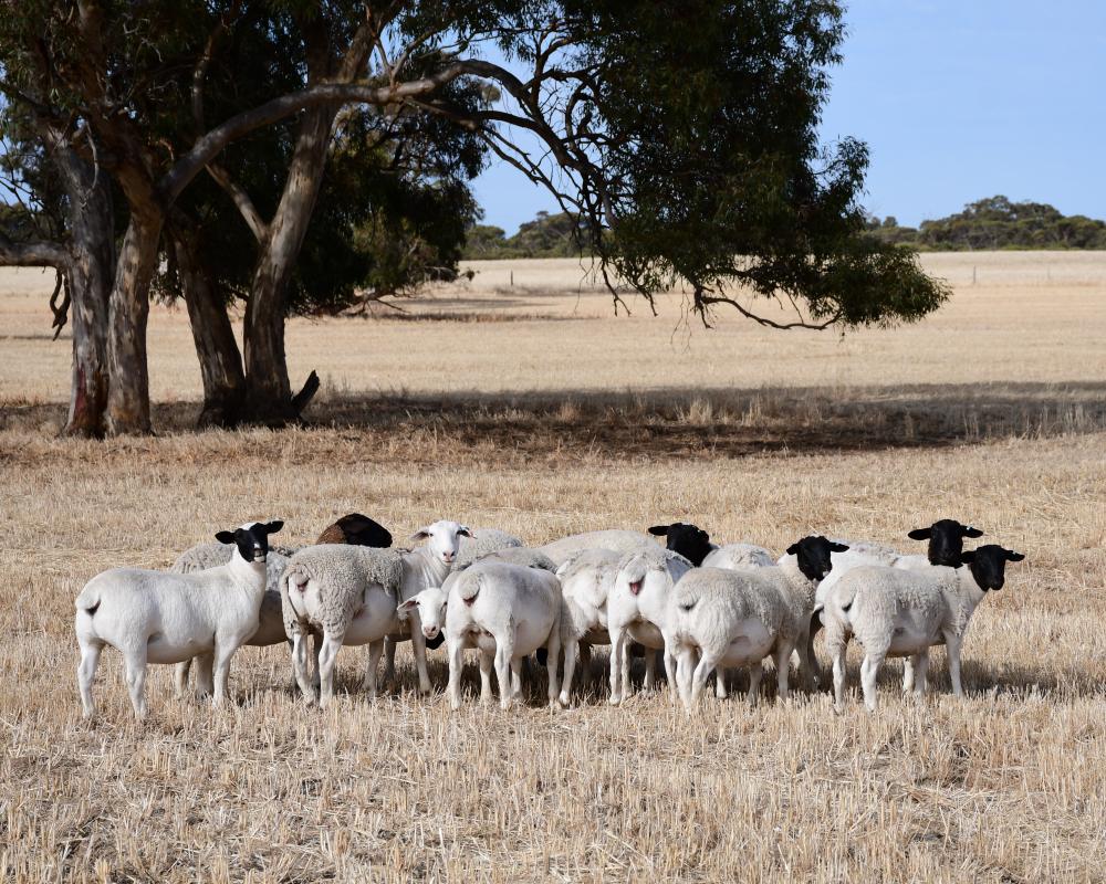 Queensland Police Probe $1.7M Sheep Theft from Farm