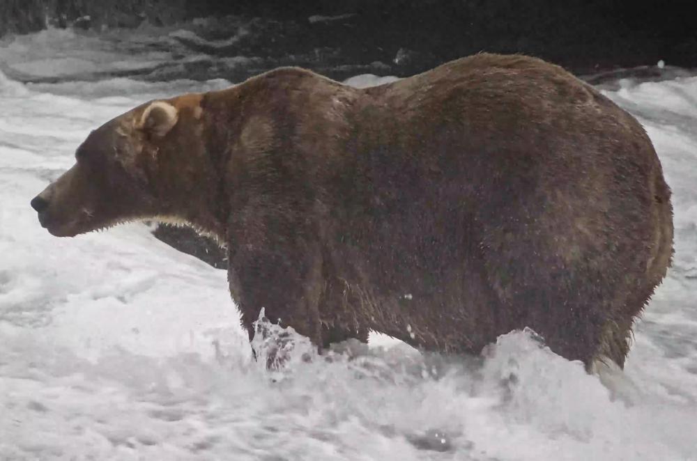 Backpack Wins Fat Bear Week 2023, Edging Out Dancing Queen