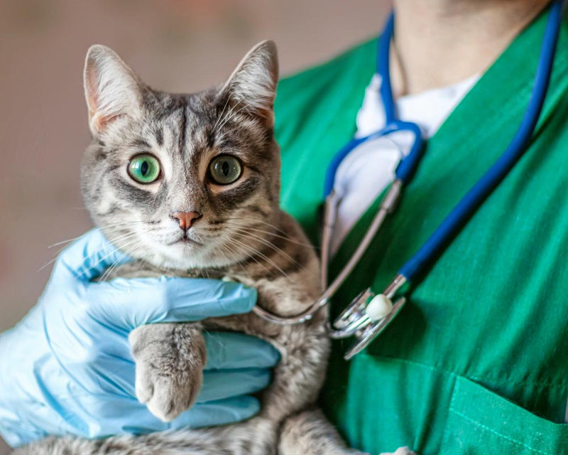 Pet Owners Warned of Private Equity Vet Clinic Price Hikes