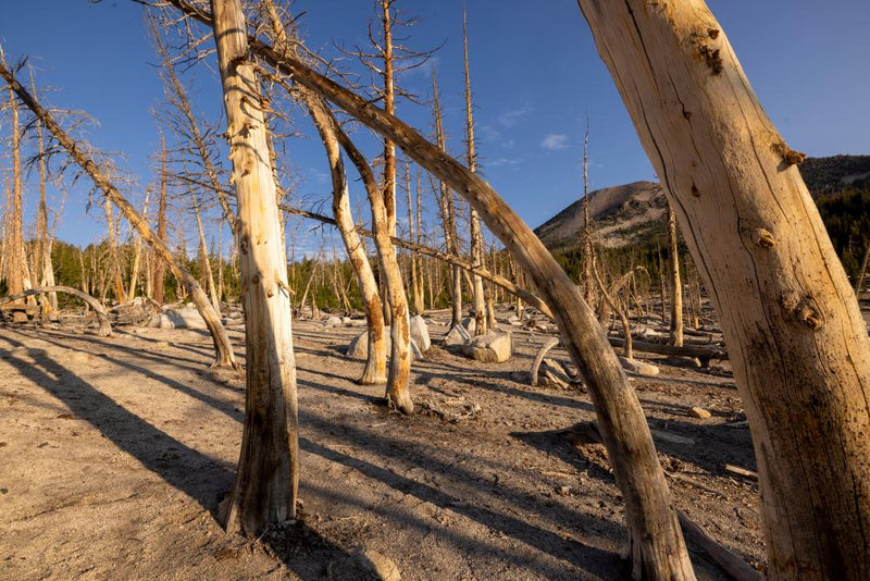 Carbon Emissions Harm Forests, Not Green Planet, Fossil Study Shows
