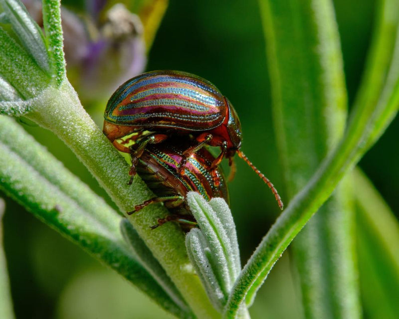 Rosemary Beetle Invasion Threatens Garden Herbs and Elderly Gardeners