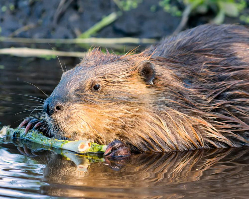 Rabid Beaver Attack in Maryland: Boy Recovers After Surgeries