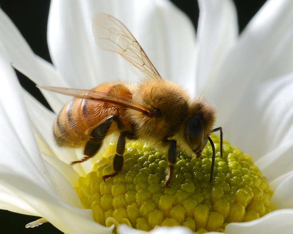 800,000 Bees Stolen in Far North Queensland Heist