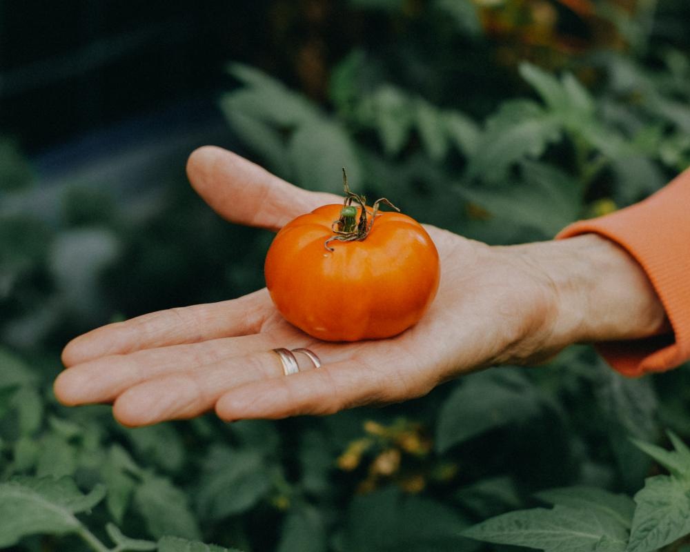 Climate Crisis Gardening: Growing Food in a Heatwave