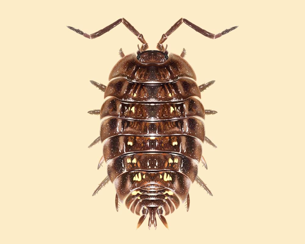 Woodlouse Superpowers: Nature's Unsung Heroes in Your Garden