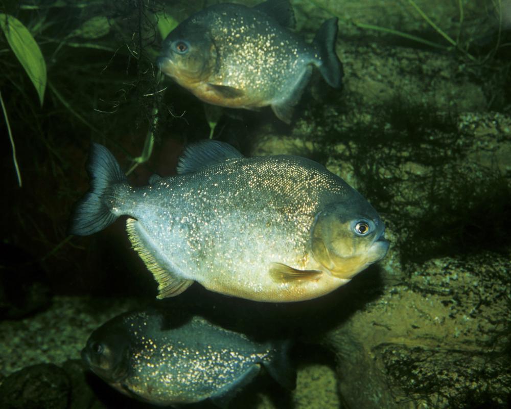 Boy Catches Piranha in Pennsylvania Lake: Fishing Shock