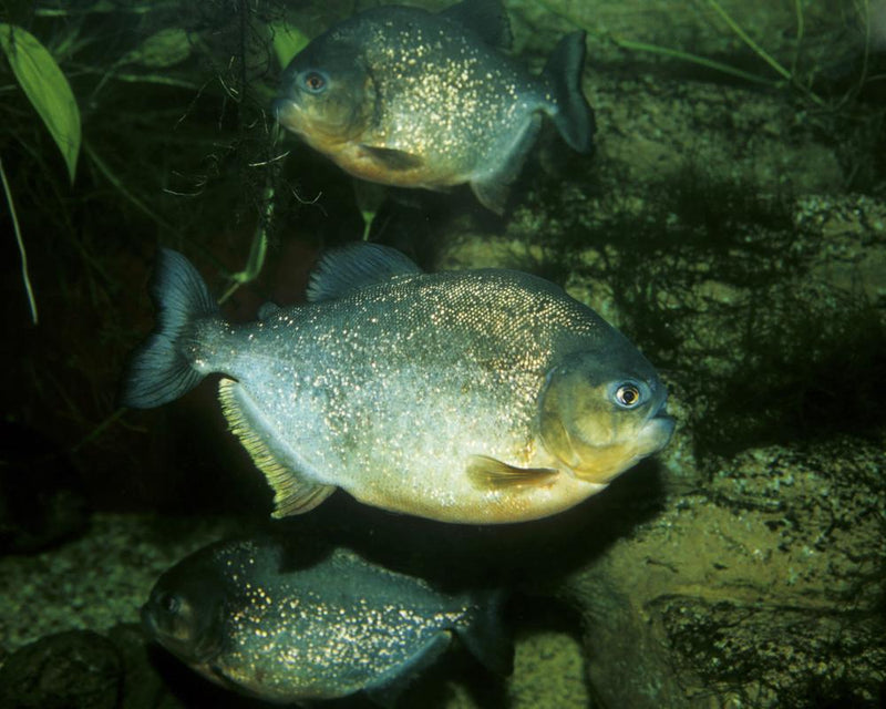 Boy Catches Piranha in Pennsylvania Lake: Fishing Shock