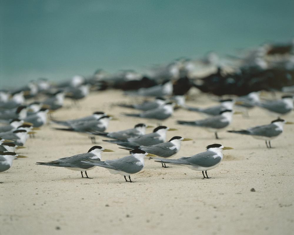 Bird Flu Reaches Victoria: How Bad Could It Get for Australia?