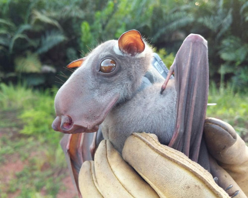 Bats Originated in Europe 65 Million Years Ago, Study Reveals