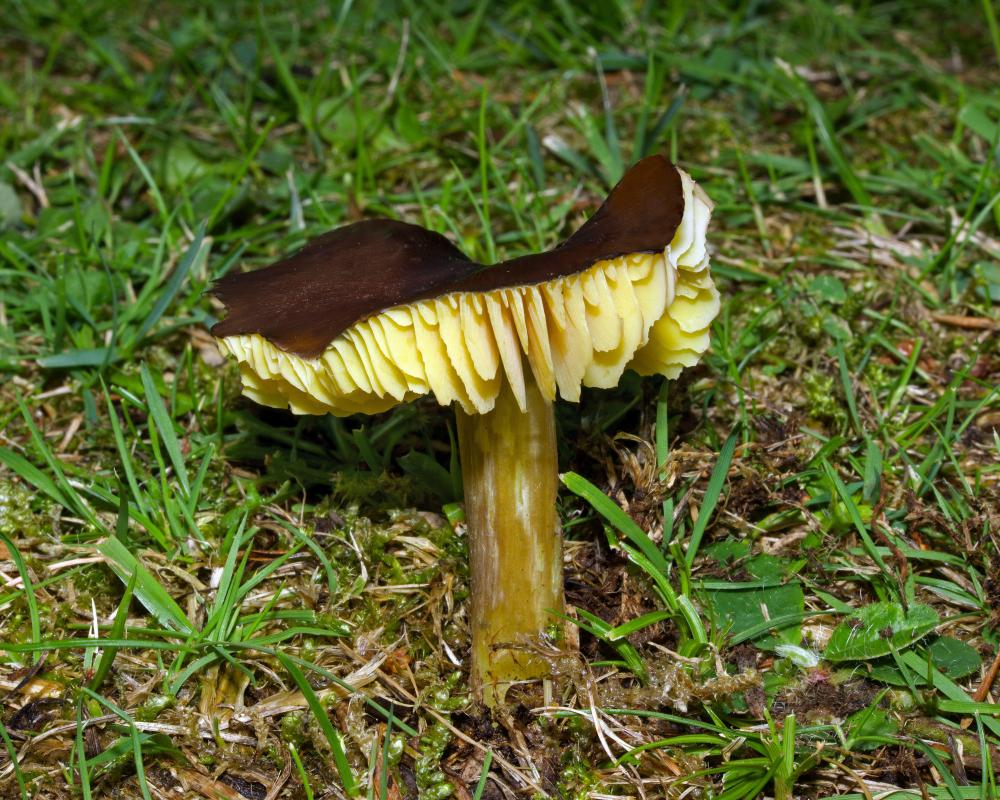 Rare Waxcaps Double on Calf of Man After Fungal Survey