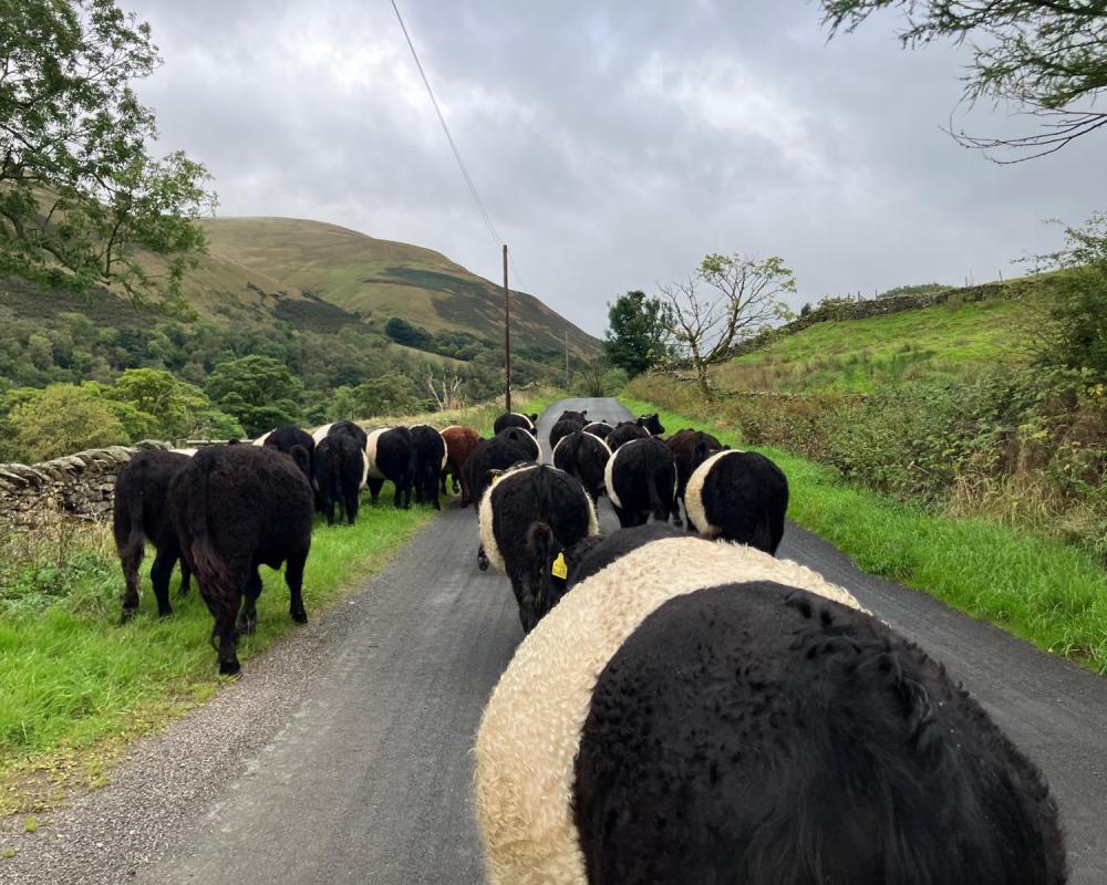 TB Crisis and Sustainable Farming Incentive Impact on Farms