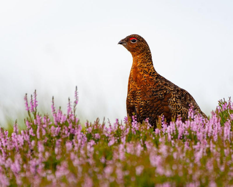 New Licensing for Game Shoots Could Protect Birds of Prey