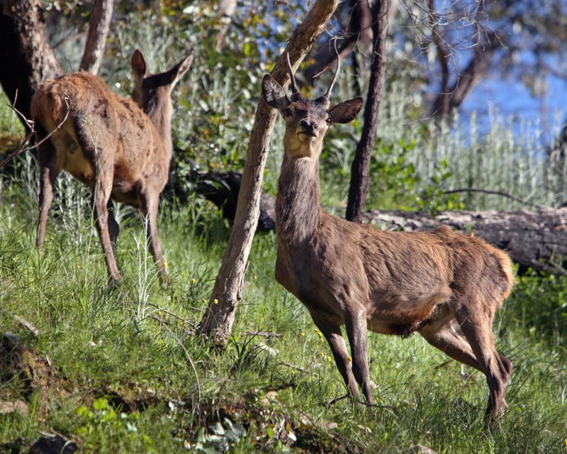 Feral Deer: Australia's Next Feral Pig Problem Without Action